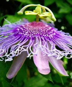 2 Pack Passiflora Incarnata Maypop Live Plants, 4-6 Inch Tall Purple Passionflower Vine - Image 4