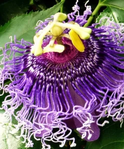 2 Pack Passiflora Incarnata Maypop Live Plants, 4-6 Inch Tall Purple Passionflower Vine - Image 5