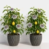 2 Pack Passiflora Incarnata Maypop Live Plants, 4-6 Inch Tall Purple Passionflower Vine - Image 1