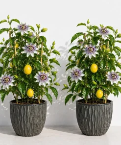2 Pack Passiflora Incarnata Maypop Live Plants, 4-6 Inch Tall Purple Passionflower Vine - Image 1