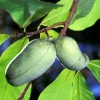 2 Paw Paw Trees - 6-12" Tall Live Seedlings - Quart Pots - Image 1