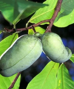 2 Paw Paw Trees - 6-12" Tall Live Seedlings - Quart Pots - Image 1