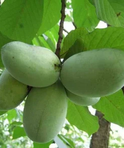 2 Paw Paw Trees - 6-12