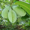 2 Paw Paw Trees Live Plants - Asimina Triloba - Edible Fruit - 3.25" Pot - Image 1