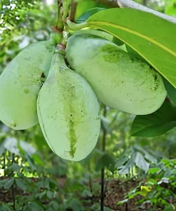 2 Paw Paw Trees Live Plants - Asimina Triloba - Edible Fruit - 3.25" Pot - Image 1