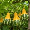 2 Pear Gourd Live Plants 4 Inch Pot - 3-5 Inch Tall Healthy Climbing Vine - Image 1