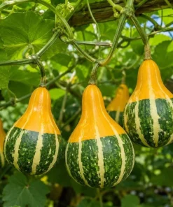 2 Pear Gourd Live Plants 4 Inch Pot - 3-5 Inch Tall Healthy Climbing Vine - Image 1