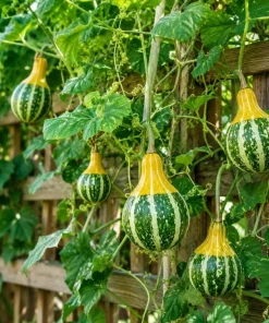 2 Pear Gourd Live Plants 4 Inch Pot - 3-5 Inch Tall Healthy Climbing Vine - Image 4