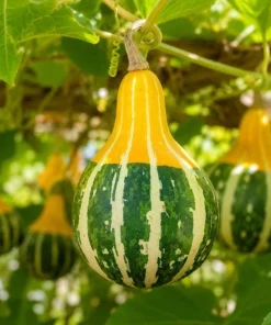 2 Pear Gourd Live Plants 4 Inch Pot - 3-5 Inch Tall Healthy Climbing Vine - Image 5