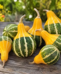 2 Pear Gourd Live Plants 4 Inch Pot - 3-5 Inch Tall Healthy Climbing Vine - Image 6