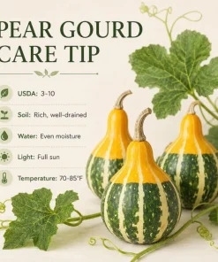 2 Pear Gourd Live Plants 4 Inch Pot - 3-5 Inch Tall Healthy Climbing Vine - Image 7