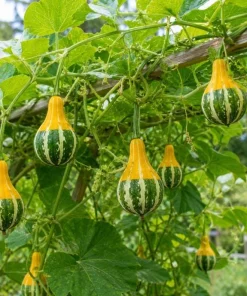 2 Pear Gourd Live Plants 4 Inch Pot - 3-5 Inch Tall Healthy Climbing Vine - Image 8