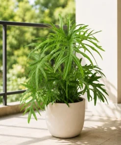 2 Philodendron Tortum Live Plants – 4-6 Inches Tall – Tropical Foliage - Image 2