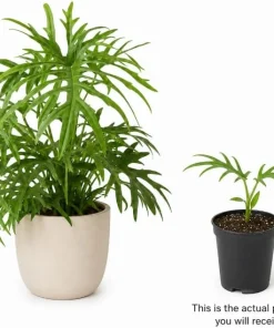 2 Philodendron Tortum Live Plants – 4-6 Inches Tall – Tropical Foliage - Image 3