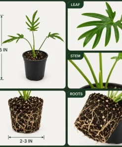 2 Philodendron Tortum Live Plants – 4-6 Inches Tall – Tropical Foliage - Image 4
