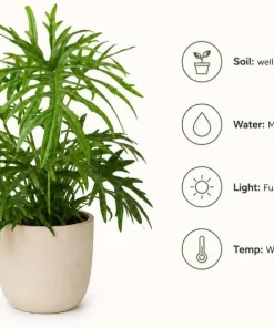 2 Philodendron Tortum Live Plants – 4-6 Inches Tall – Tropical Foliage - Image 6