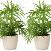 2 Philodendron Tortum Live Plants – 4-6 Inches Tall – Tropical Foliage - Image 1