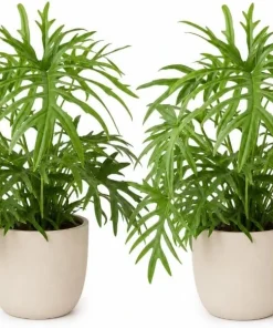 2 Philodendron Tortum Live Plants – 4-6 Inches Tall – Tropical Foliage - Image 1