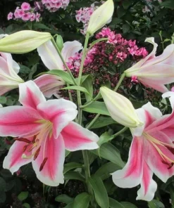 2 Pink Brilliant Giant Hybrid Lily Flower Bulbs - Intensely Fragrant, Outdoor Perennial - Image 2