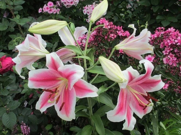 2 Pink Brilliant Giant Hybrid Lily Flower Bulbs - Intensely Fragrant, Outdoor Perennial - Image 2