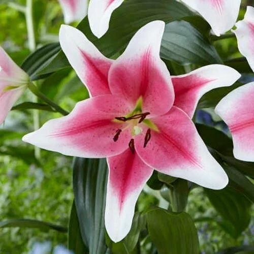 2 Pink Brilliant Giant Hybrid Lily Flower Bulbs - Intensely Fragrant, Outdoor Perennial - Image 3