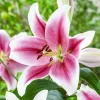 2 Pink Brilliant Giant Hybrid Lily Flower Bulbs - Intensely Fragrant, Outdoor Perennial - Image 1