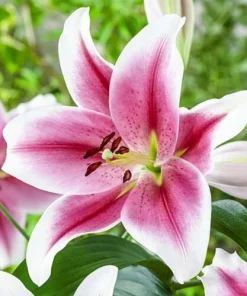 2 Pink Brilliant Giant Hybrid Lily Flower Bulbs - Intensely Fragrant, Outdoor Perennial - Image 1