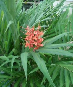 2 Pink Hedychium Ginger Lily Rhizomes – Tropical Live Plants, Outdoor, Fragrant - Image 2