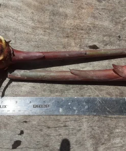 2 Pink Hedychium Ginger Lily Rhizomes – Tropical Live Plants, Outdoor, Fragrant - Image 3