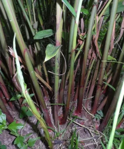 2 Pink Hedychium Ginger Lily Rhizomes – Tropical Live Plants, Outdoor, Fragrant - Image 4