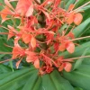 2 Pink Hedychium Ginger Lily Rhizomes – Tropical Live Plants, Outdoor, Fragrant - Image 1