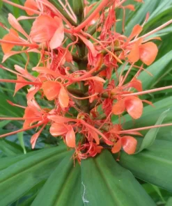 2 Pink Hedychium Ginger Lily Rhizomes – Tropical Live Plants, Outdoor, Fragrant - Image 1