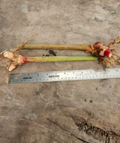 2 Pink Perfection Shell Ginger Rhizomes – Live Tropical Flower Plants, Alpinia hainanensis, Indoor/Outdoor - Image 2