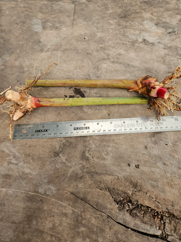 2 Pink Perfection Shell Ginger Rhizomes – Live Tropical Flower Plants, Alpinia hainanensis, Indoor/Outdoor - Image 2