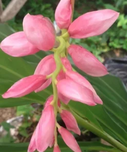 2 Pink Perfection Shell Ginger Rhizomes – Live Tropical Flower Plants, Alpinia hainanensis, Indoor/Outdoor - Image 3