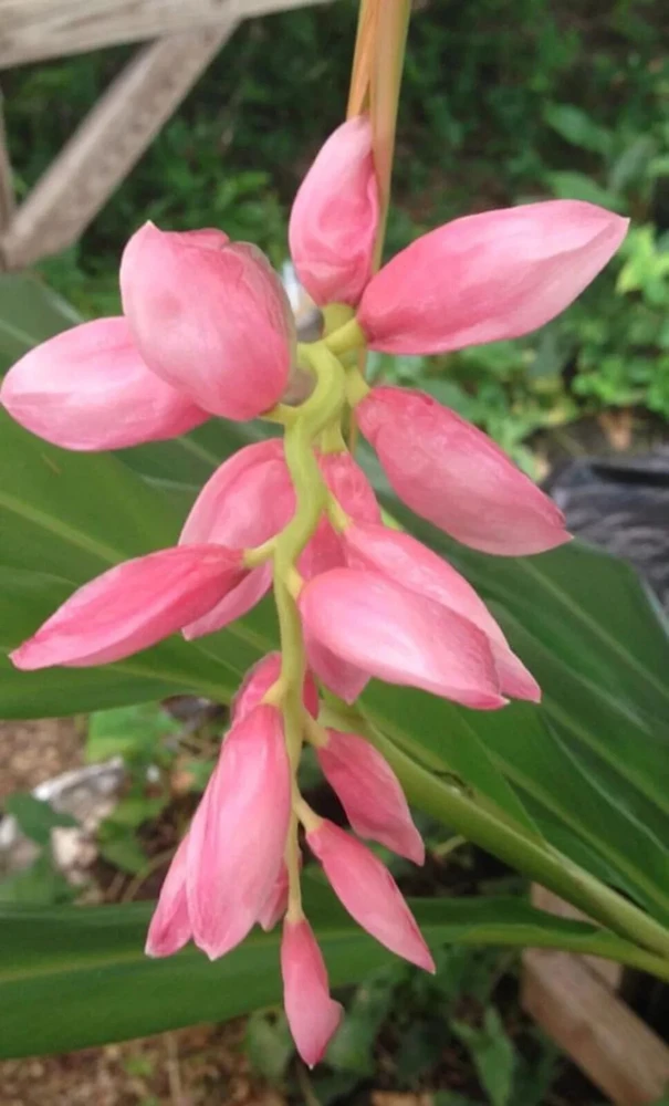 2 Pink Perfection Shell Ginger Rhizomes – Live Tropical Flower Plants, Alpinia hainanensis, Indoor/Outdoor - Image 3