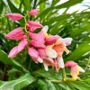 2 Pink Perfection Shell Ginger Rhizomes – Live Tropical Flower Plants, Alpinia hainanensis, Indoor/Outdoor - Image 1