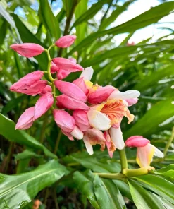 2 Pink Perfection Shell Ginger Rhizomes – Live Tropical Flower Plants, Alpinia hainanensis, Indoor/Outdoor - Image 1