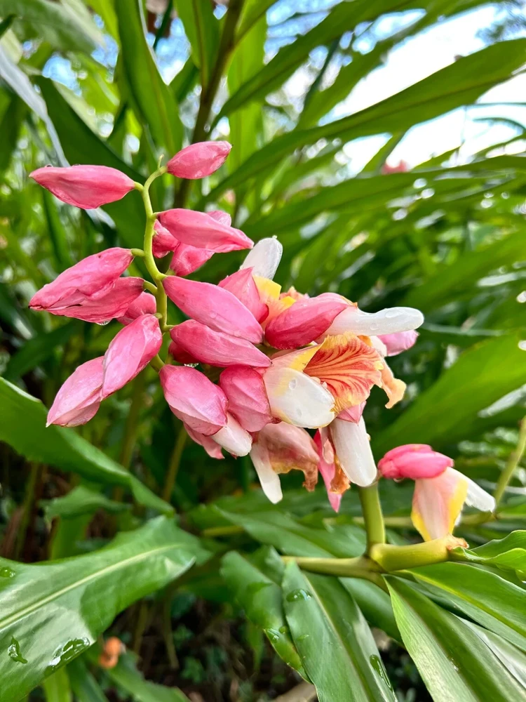2 Pink Perfection Shell Ginger Rhizomes – Live Tropical Flower Plants, Alpinia hainanensis, Indoor/Outdoor - Image 1