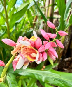 2 Pink Perfection Shell Ginger Rhizomes – Live Tropical Flower Plants, Alpinia hainanensis, Indoor/Outdoor - Image 4