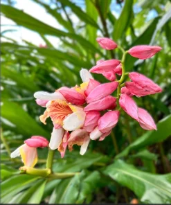 2 Pink Perfection Shell Ginger Rhizomes – Live Tropical Flower Plants, Alpinia hainanensis, Indoor/Outdoor - Image 5