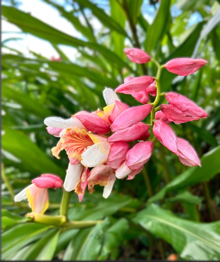 2 Pink Perfection Shell Ginger Rhizomes – Live Tropical Flower Plants, Alpinia hainanensis, Indoor/Outdoor - Image 5