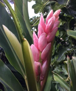 2 Pink Perfection Shell Ginger Rhizomes – Live Tropical Flower Plants, Alpinia hainanensis, Indoor/Outdoor - Image 6