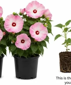 2 Pink White Hibiscus Live Plants for Planting, Tropical Flowering, 4-6 Inch Tall - Image 2