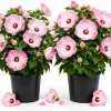 2 Pink White Hibiscus Live Plants for Planting, Tropical Flowering, 4-6 Inch Tall - Image 1