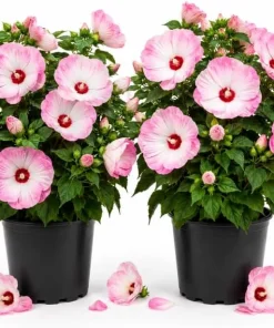 2 Pink White Hibiscus Live Plants for Planting, Tropical Flowering, 4-6 Inch Tall - Image 1