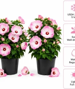2 Pink White Hibiscus Live Plants for Planting, Tropical Flowering, 4-6 Inch Tall - Image 4