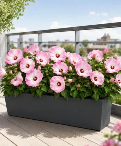 2 Pink White Hibiscus Live Plants for Planting, Tropical Flowering, 4-6 Inch Tall - Image 6