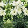 2 Pretty Woman Giant Orienpet Lily Bulbs - White Perennial Outdoor - Image 1