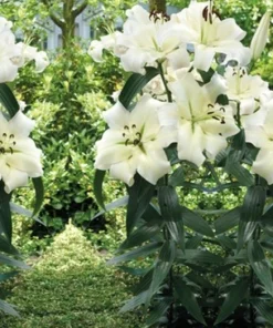 2 Pretty Woman Giant Orienpet Lily Bulbs - White Perennial Outdoor - Image 1